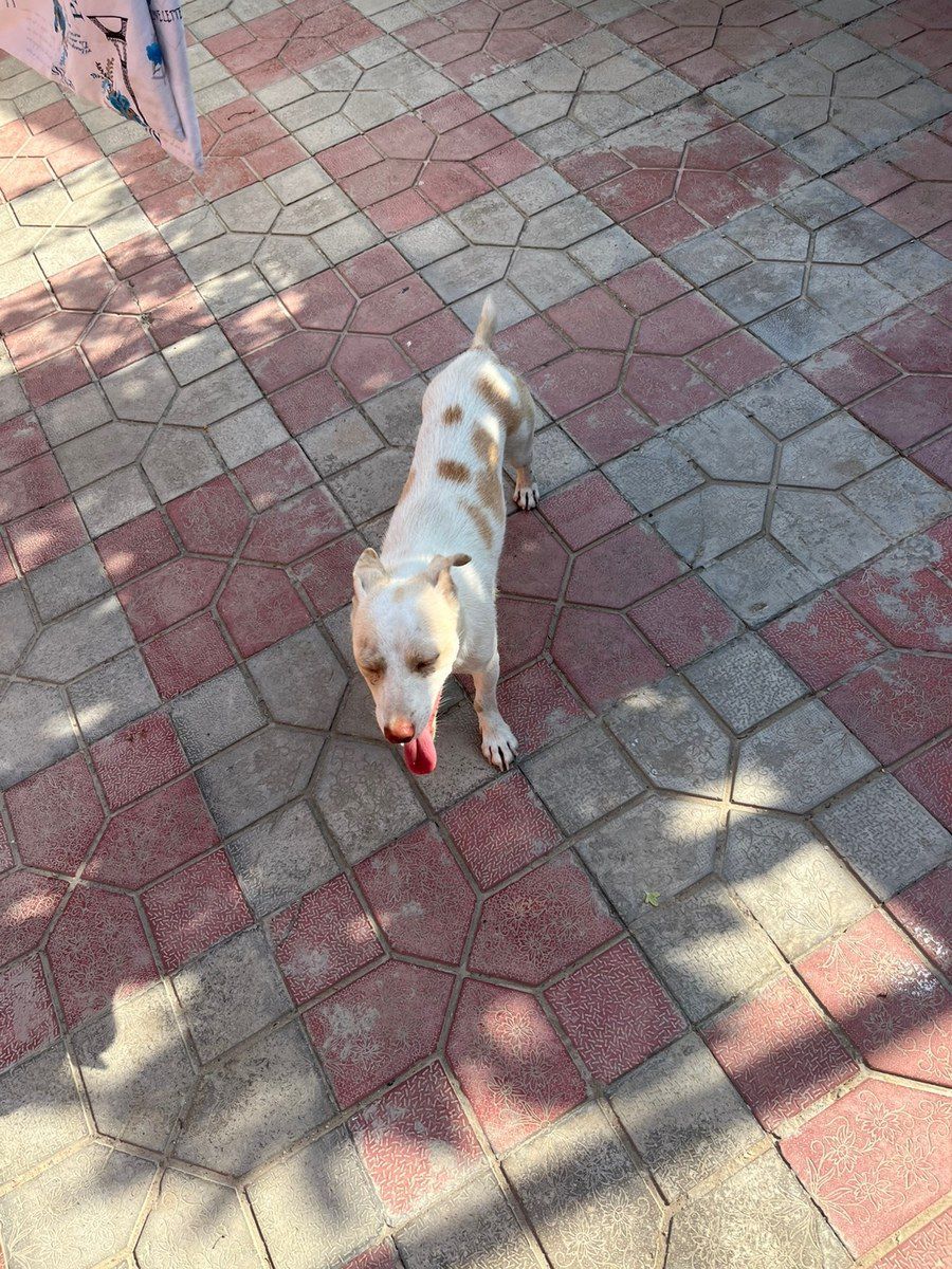 Cek Rassel Teryer — Heyvanlar, Bakı (2)