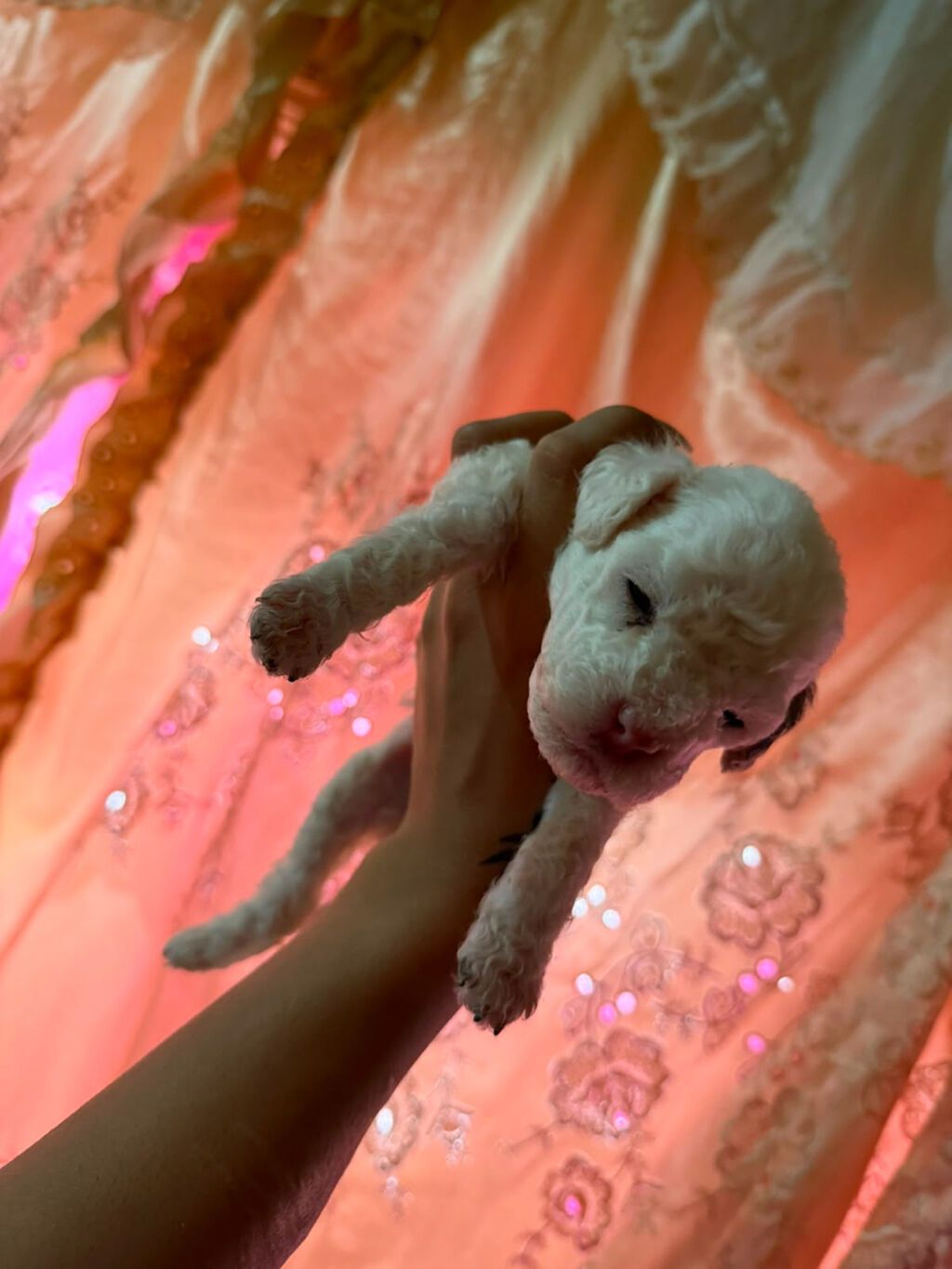 Pudel, 1 ay, Dişi — Heyvanlar, Salyan (8)