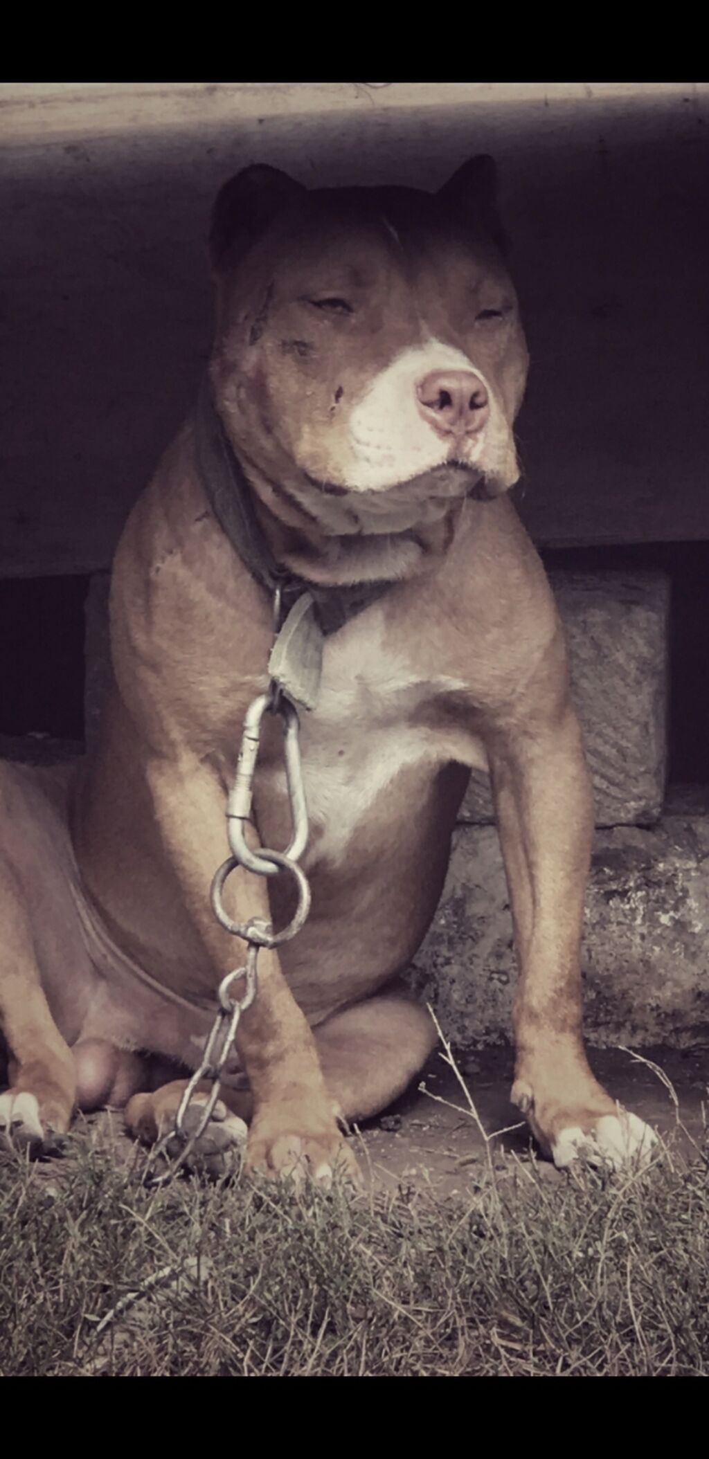 Pitbul, 2 il, Erkək, Peyvəndli — Heyvanlar, Gəncə (4)