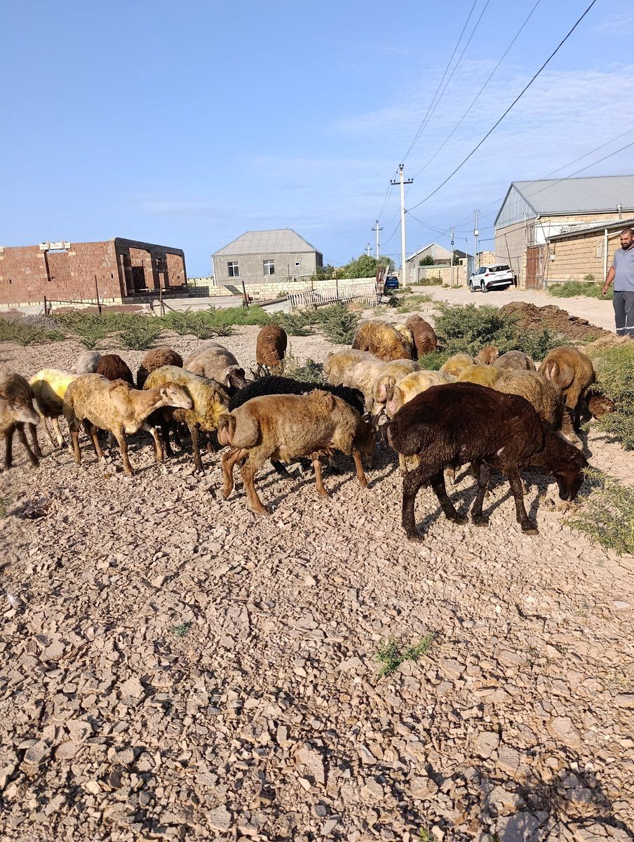 Quzular və qoyunlar — Heyvanlar, Sumqayıt (7)