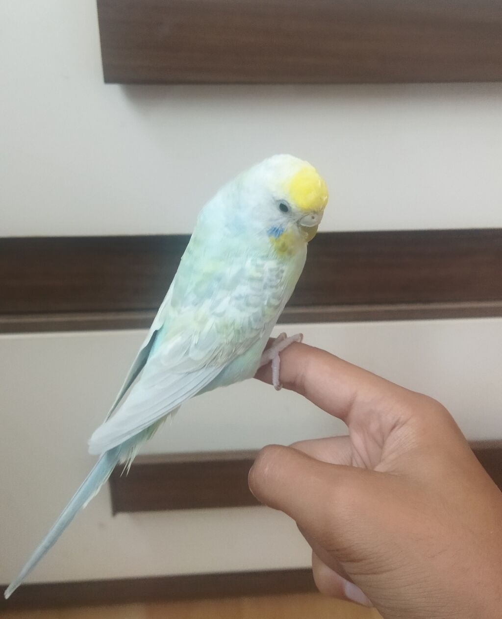 Məhsul: Dalmatian rəngli dalğalı papuqay (bajırıq) Təsvir: - Növ — Quşlar, Sumqayıt (3)