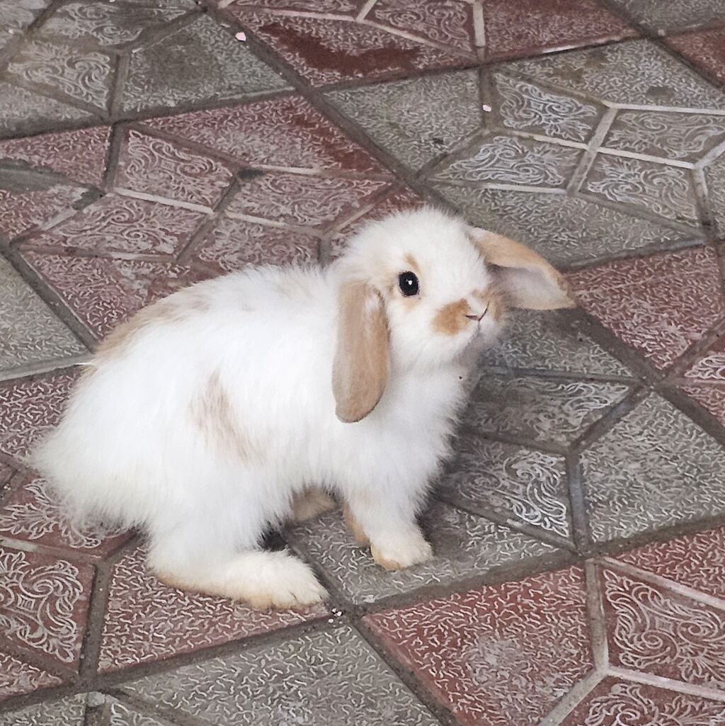 Mini lop dovşanları satılır bir cütü 75 m 1 dişi 1 erkekdi 2 sin alana — Dovşanlar, Mehdiabad