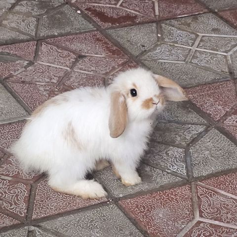 Mini lop dovşanları satılır bir cütü 75 m 1 dişi 1 erkekdi 2 sin alana — Mehdiabad