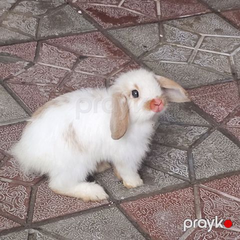 Mini lop dovşanları satılır bir cütü 75 m 1 dişi 1 erkekdi 2 sin alana — Mehdiabad