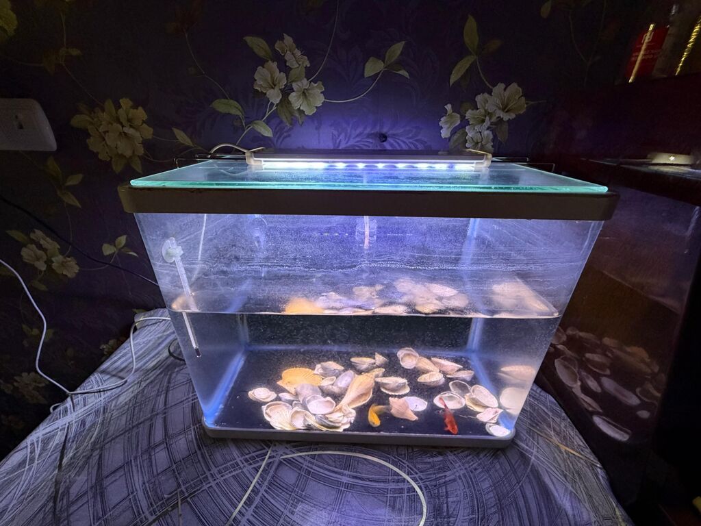 LED işıqlı şüşə akvarium - Material: şəffaf şüşə korpus, üstündə şüşə — Heyvanlar, Gəncə (2)
