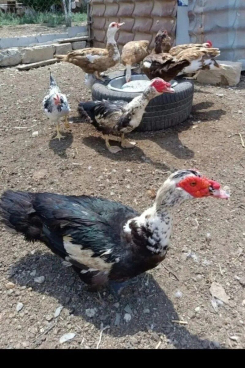 Ördək balaları — Quşlar, Bakı (9)
