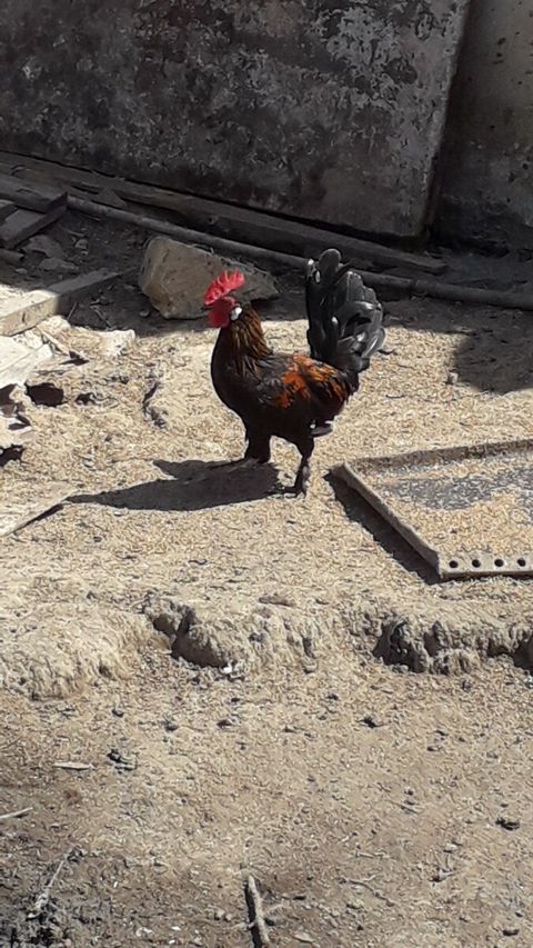 Yaponka xoruzu — Bakı