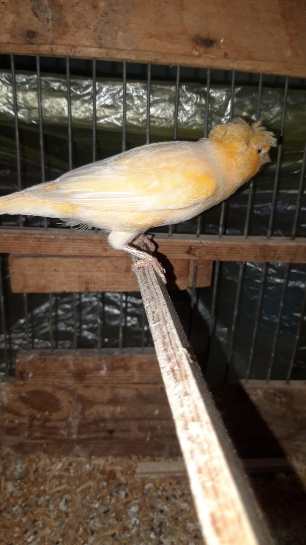 Maya bulbul bala alinib hal hazirda tekti iri hundur quwtu saxlam cin — Quşlar, Bakı (5)
