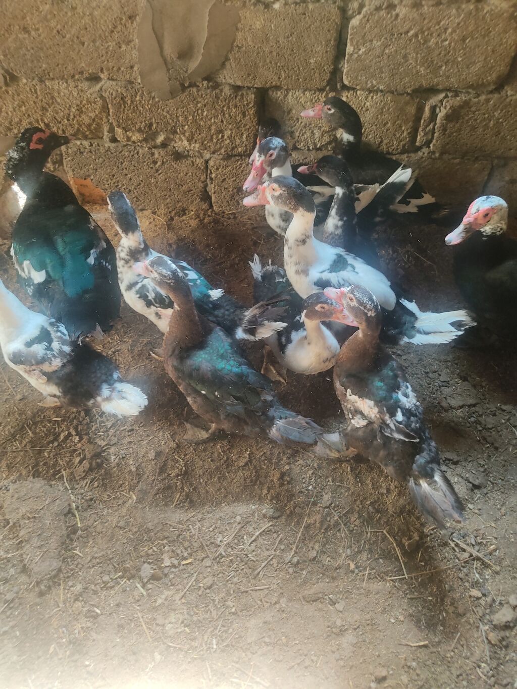 On eded sagllam lal.ordekler 4 aylligdi cem.satlir hansi birge. 10 — Heyvanlar, Digah (6)