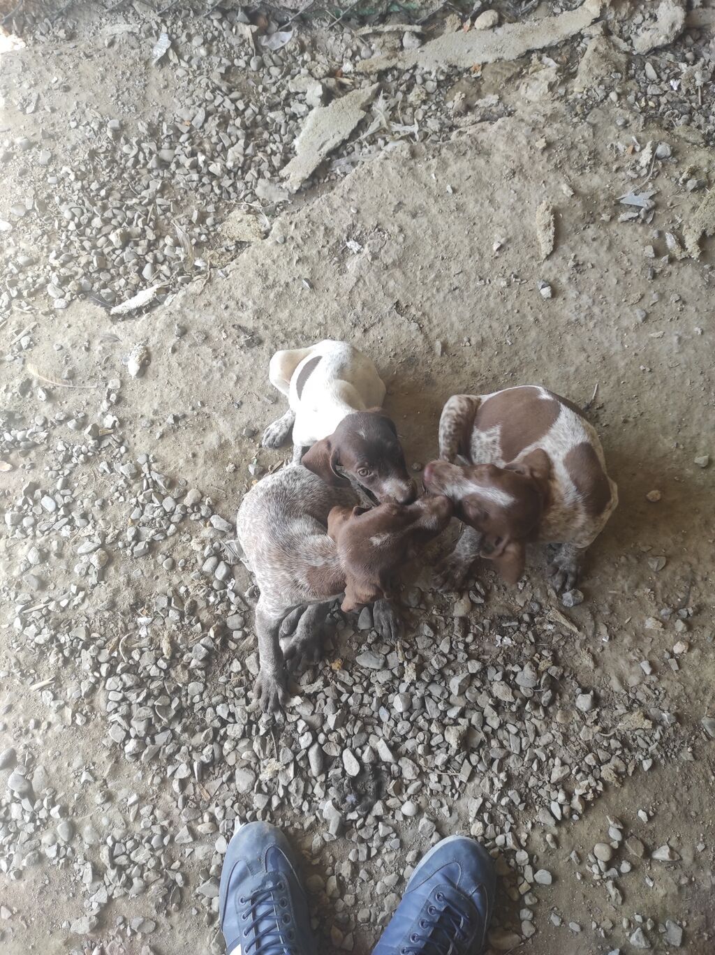 2 ay, Peyvəndli — Heyvanlar, Digah (4)