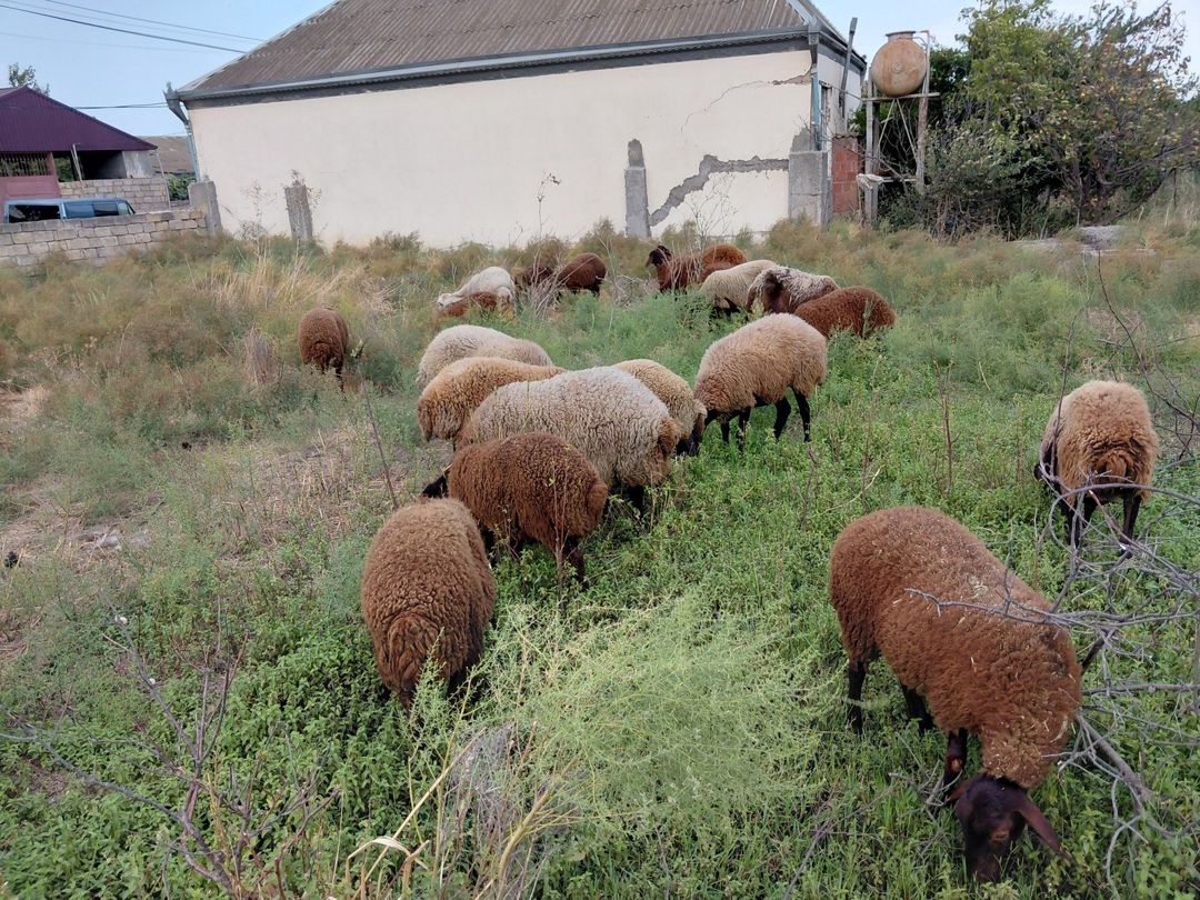 Qoyunlar — Heyvanlar, Bakı (9)