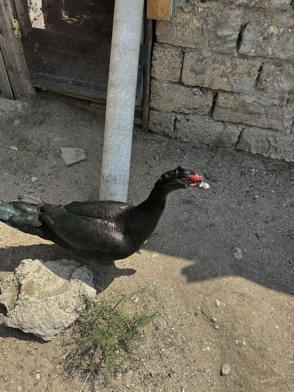 Lal ördek, Amerikan sortu Erkek təmiz qan satılır — Heyvanlar, Digah (2)