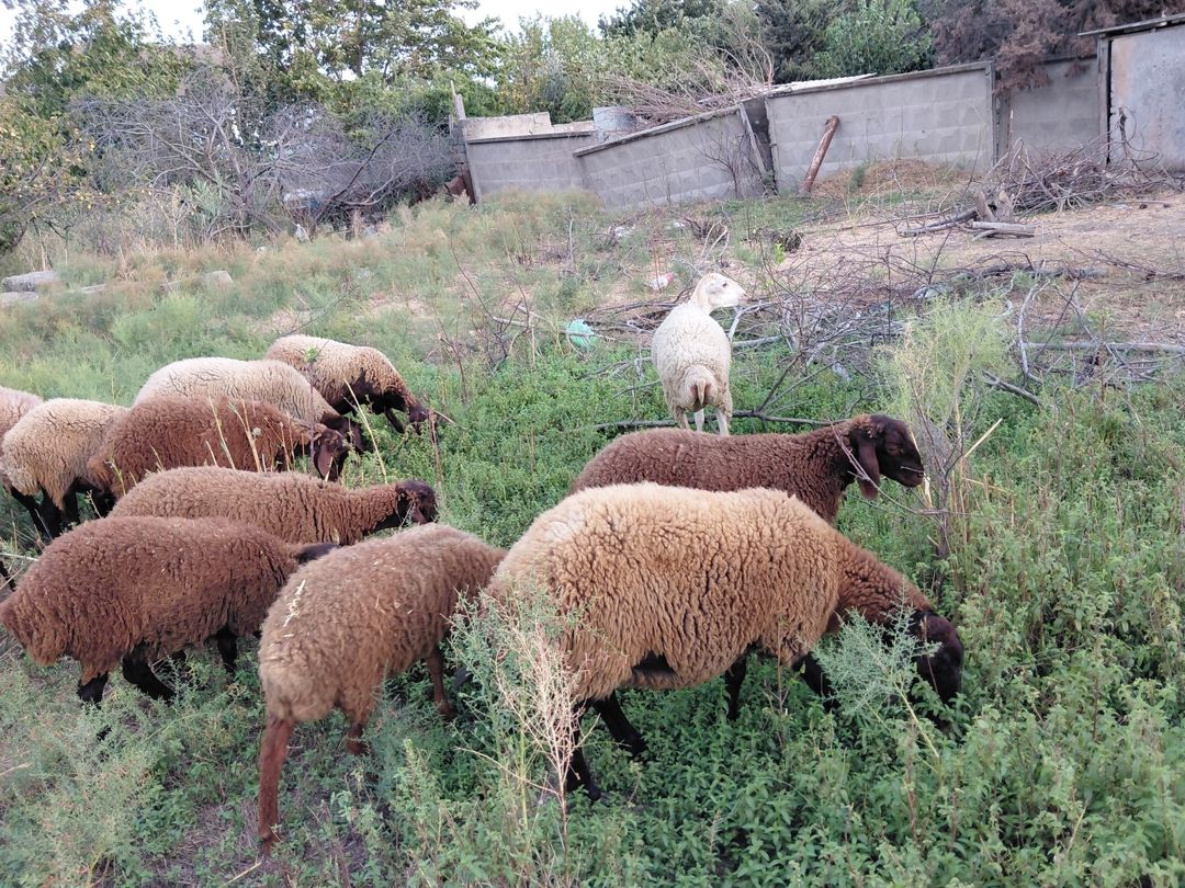 Qoyunlar — Heyvanlar, Bakı (7)