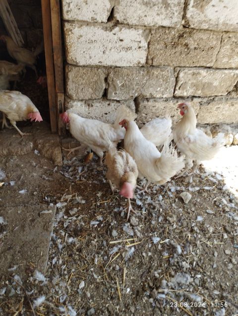 Toyuqlar — Bakı