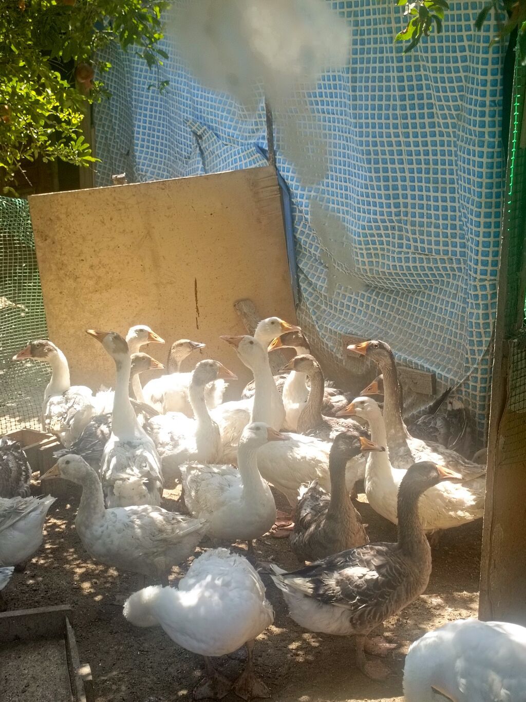 Salam qazlar 27manat — Quşlar, Digah (2)