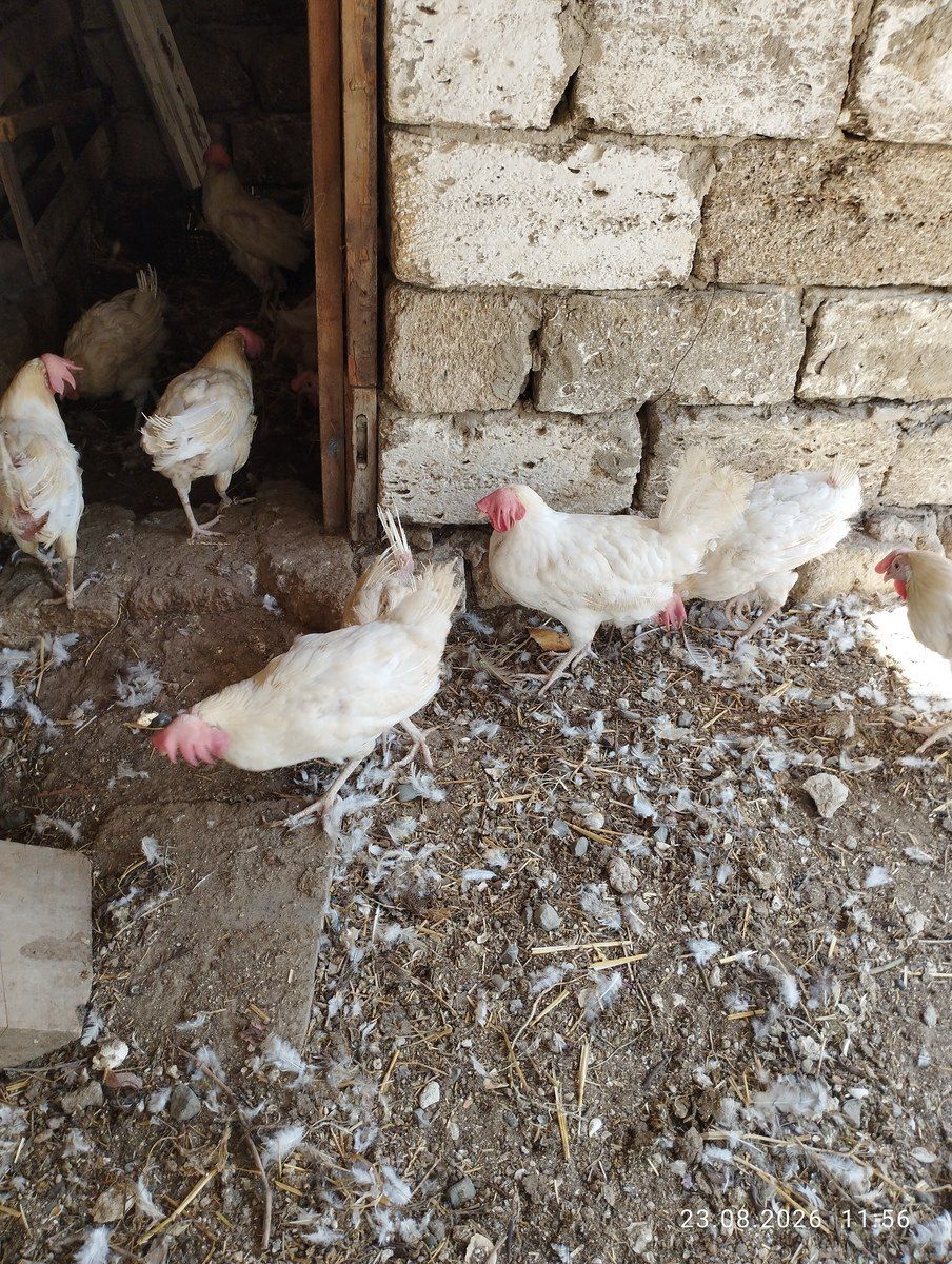 Toyuqlar — Quşlar, Bakı (2)