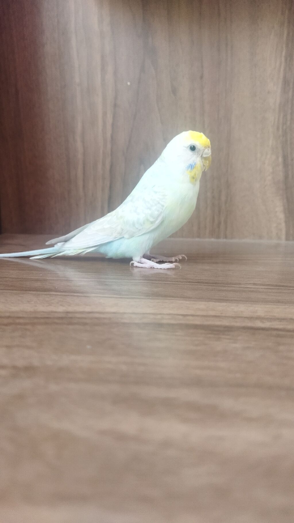 Məhsul: Dalmatian rəngli dalğalı papuqay (bajırıq) Təsvir: - Növ — Quşlar, Sumqayıt (9)