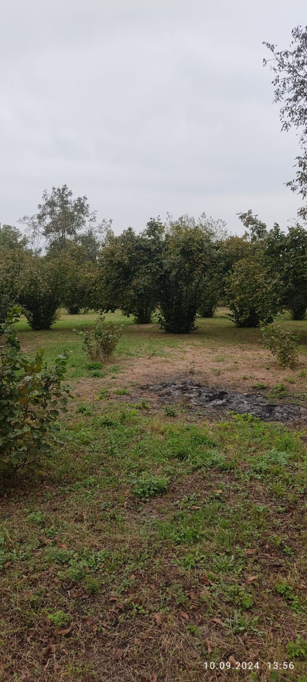 80 sot, Kupça (Çıxarış) — Torpaq, Oğuz (9)