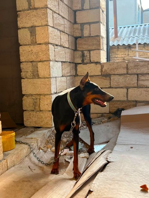 Doberman — Bakı