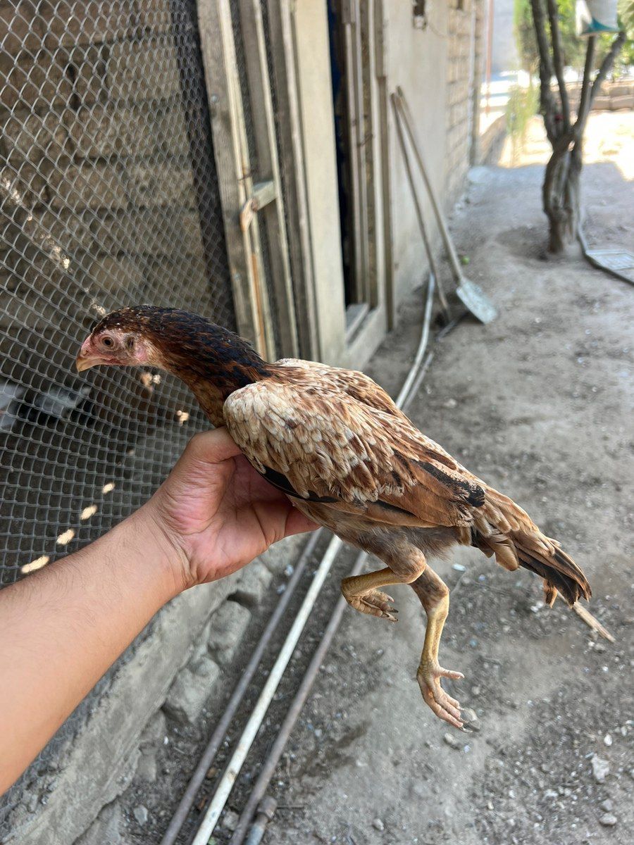 Heyratı xoruzu — Quşlar, Bakı