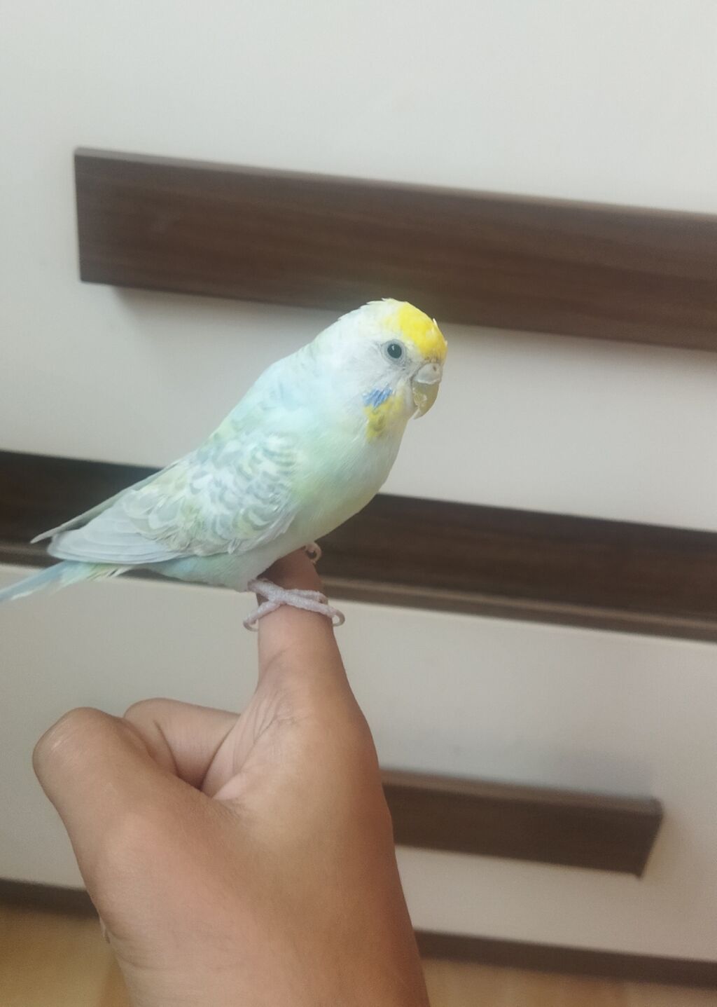 Məhsul: Dalmatian rəngli dalğalı papuqay (bajırıq) Təsvir: - Növ — Quşlar, Sumqayıt (8)
