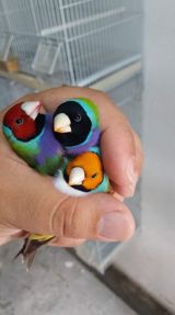 Gouldian finch ispinozları satılır bu quşların yalnız balaları satılır — Animals