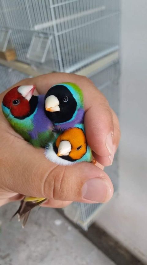 Gouldian finch ispinozları satılır bu quşların yalnız balaları satılır — Mehdiabad