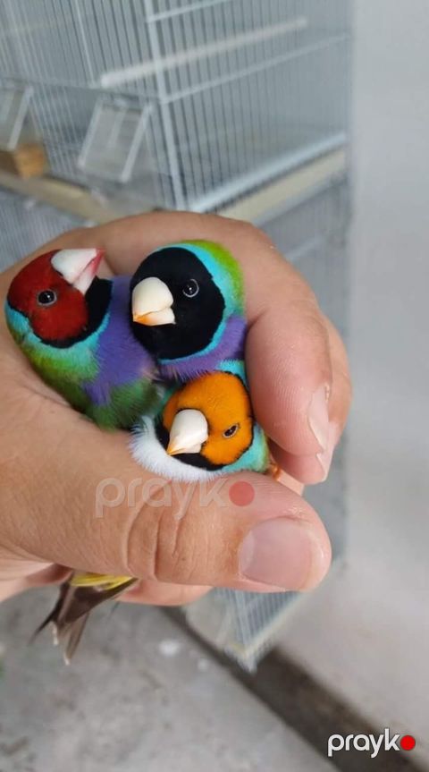 Gouldian finch ispinozları satılır bu quşların yalnız balaları satılır