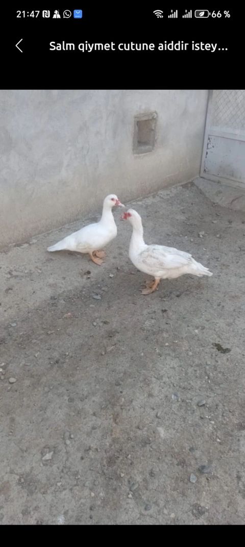 Muscovy (indoutka) ördəkləri – satılır 4 aylıq balalar — Mingəçevir