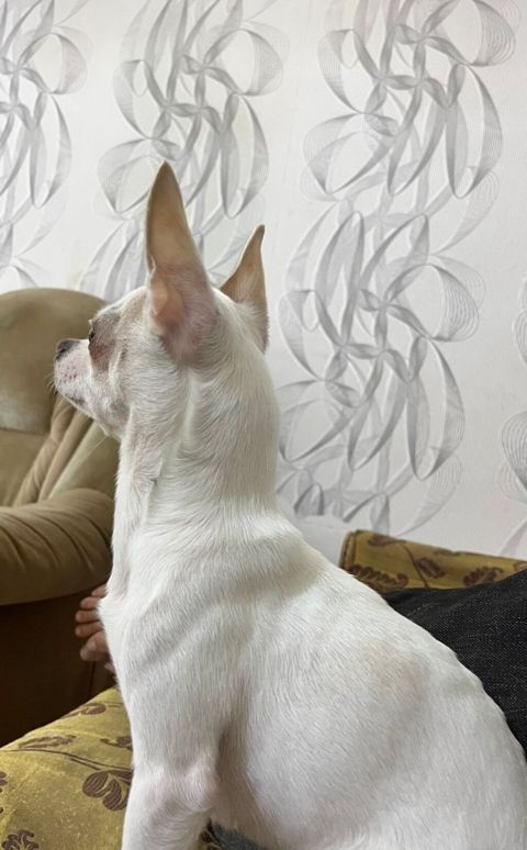 Çixuahua, 3 il, Dişi — Masazır