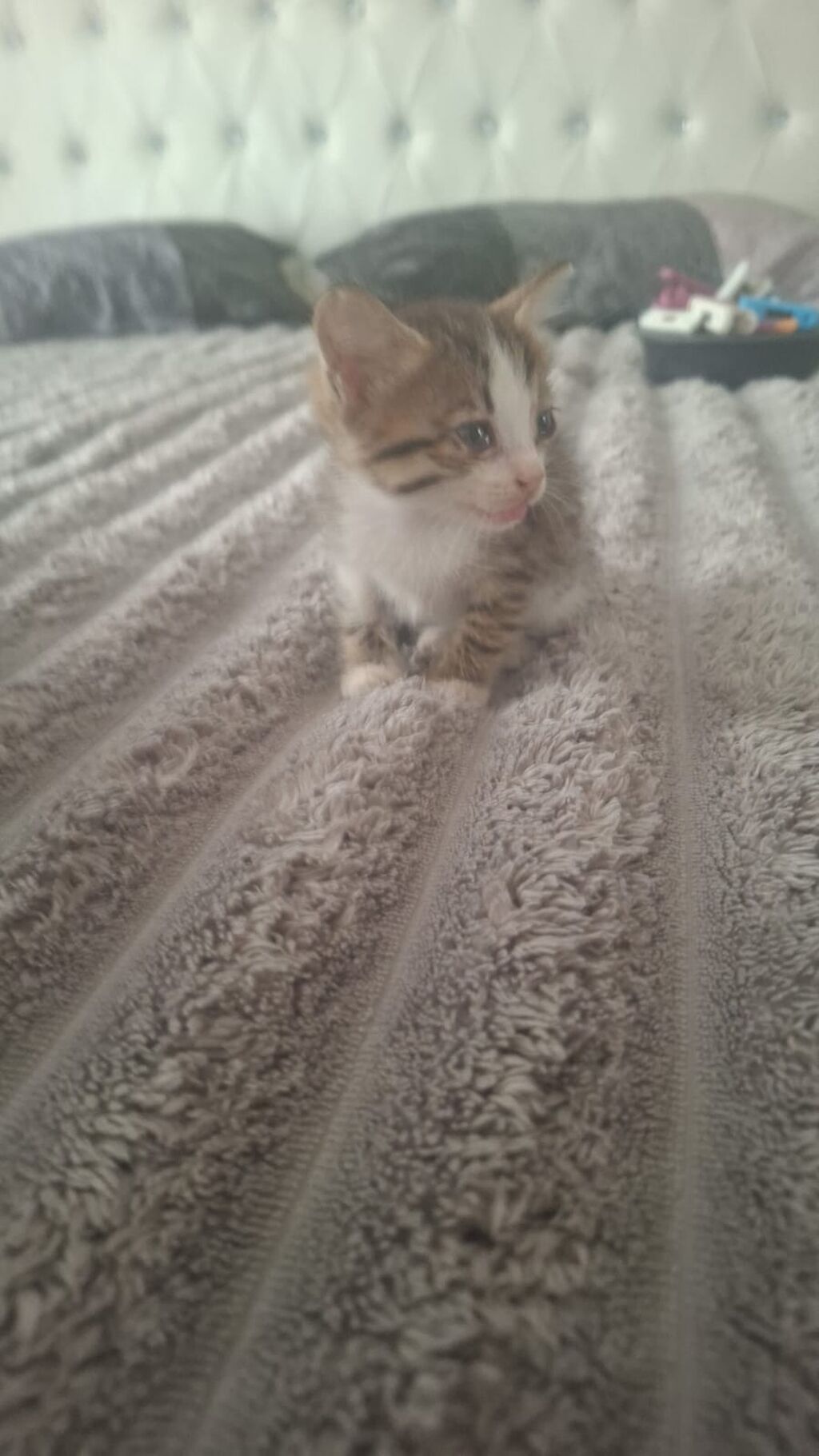 Tabbi, Dişi, Yaxşı əllərə, Ünvandan götürmə — Pişiklər, Saray (3)