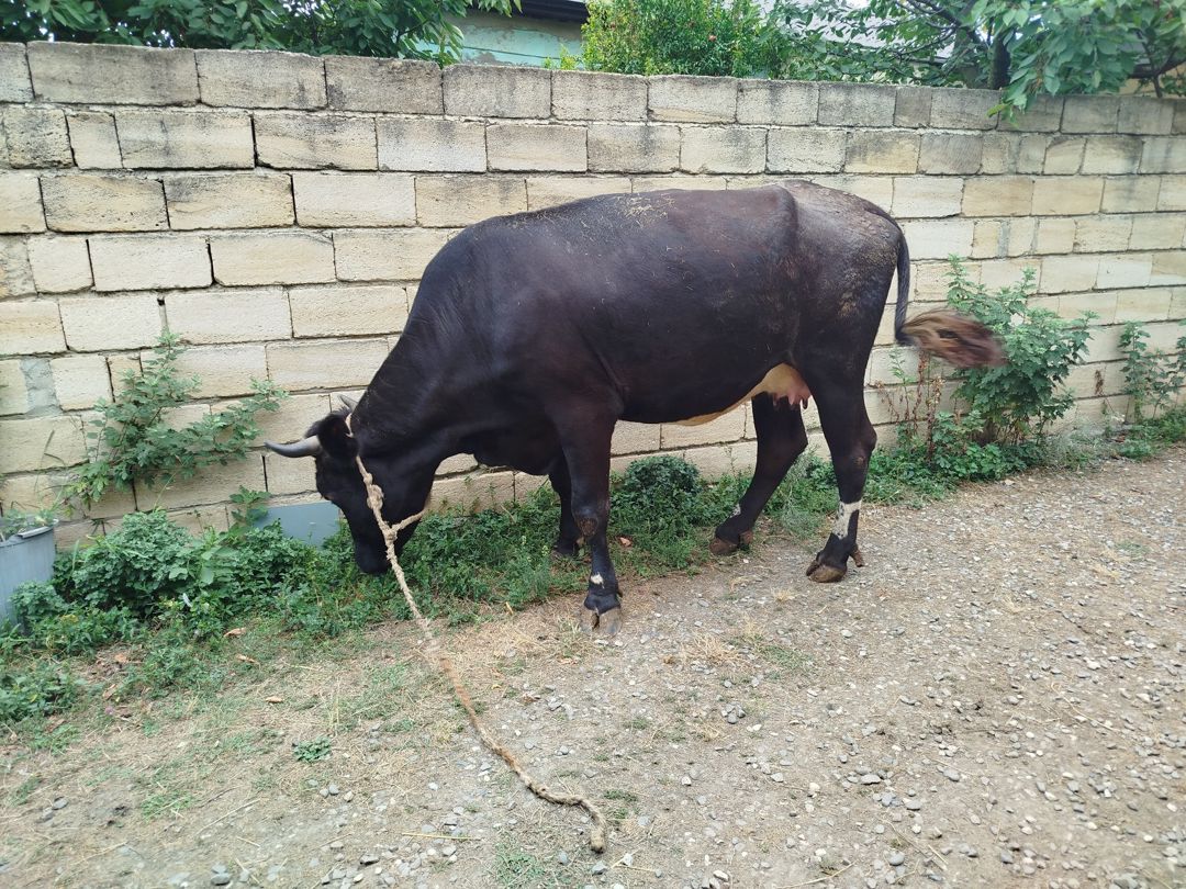 İnək — Heyvanlar, Quba (3)