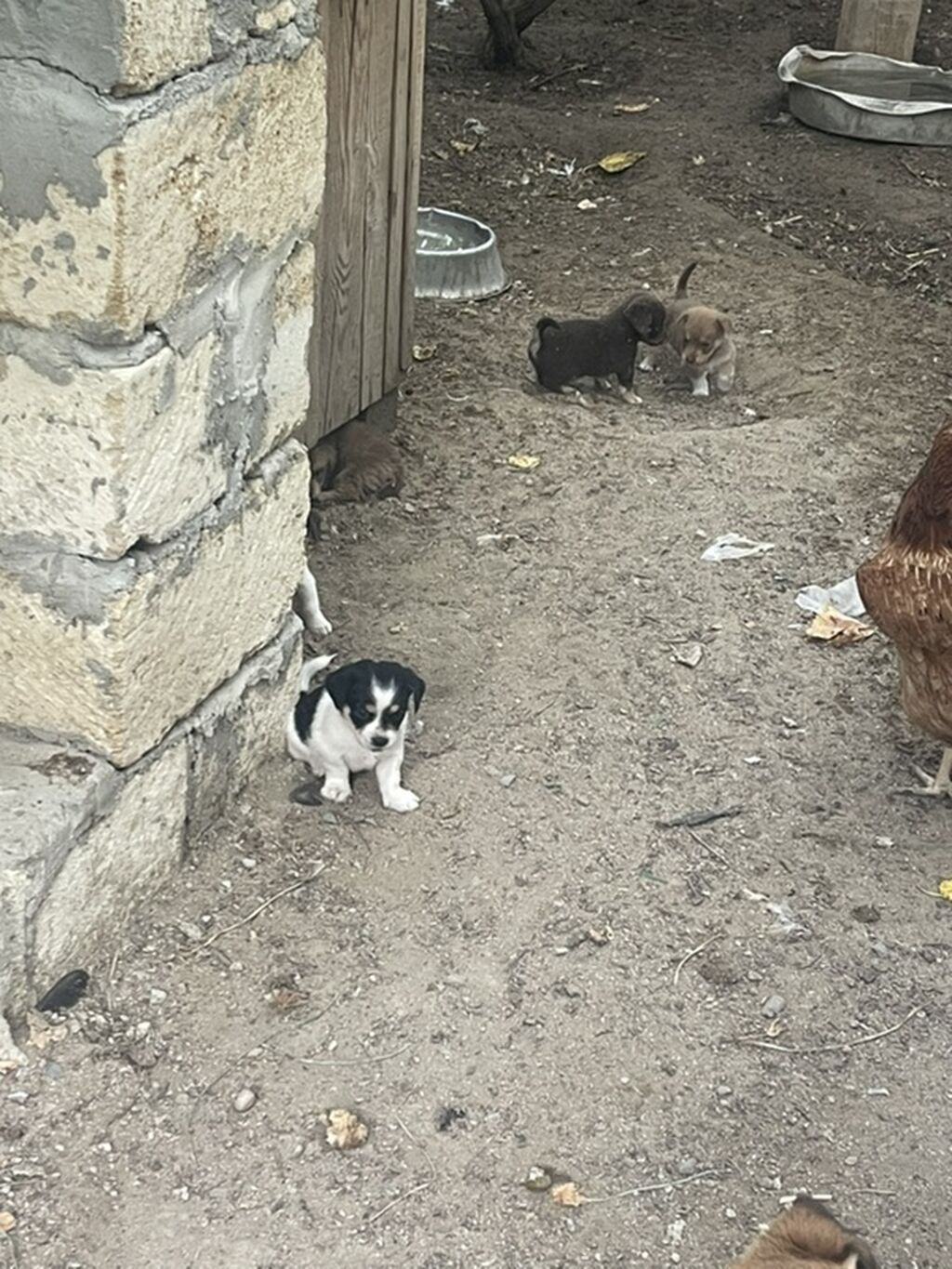 Peyvəndli — Heyvanlar, Masazır (2)