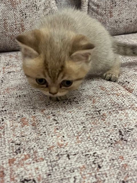 Şotland pişiyi — Bakı