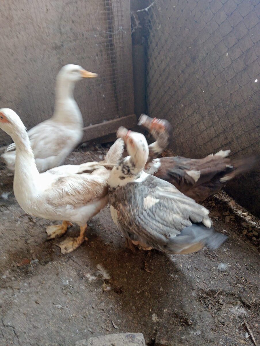 Ördəklər — Quşlar, Bakı (2)