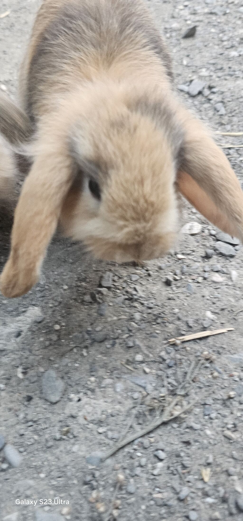 Mini lop dovşanları satılır bir cütü 75 m 1 dişi 1 erkekdi 2 sin alana — Dovşanlar, Mehdiabad (4)