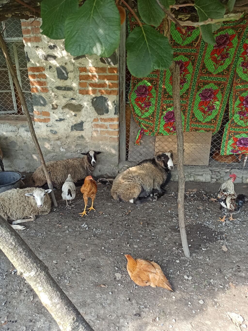 Salam Aleykum Roman Qoyunlar Teçili satilir istiyən olsa 0505792271 — Heyvanlar, Zaqatala (2)