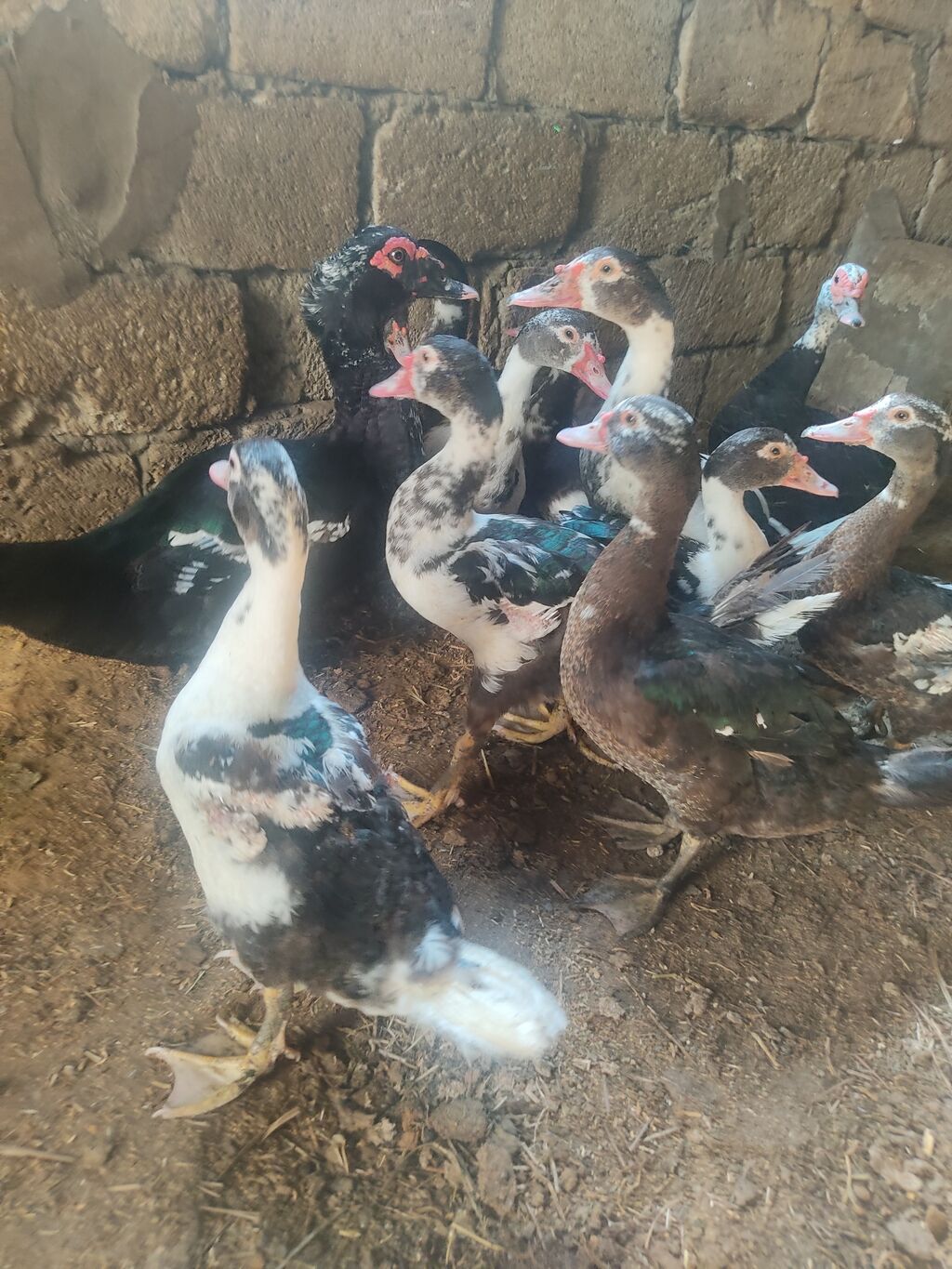 On eded sagllam lal.ordekler 4 aylligdi cem.satlir hansi birge. 10 — Heyvanlar, Digah (3)