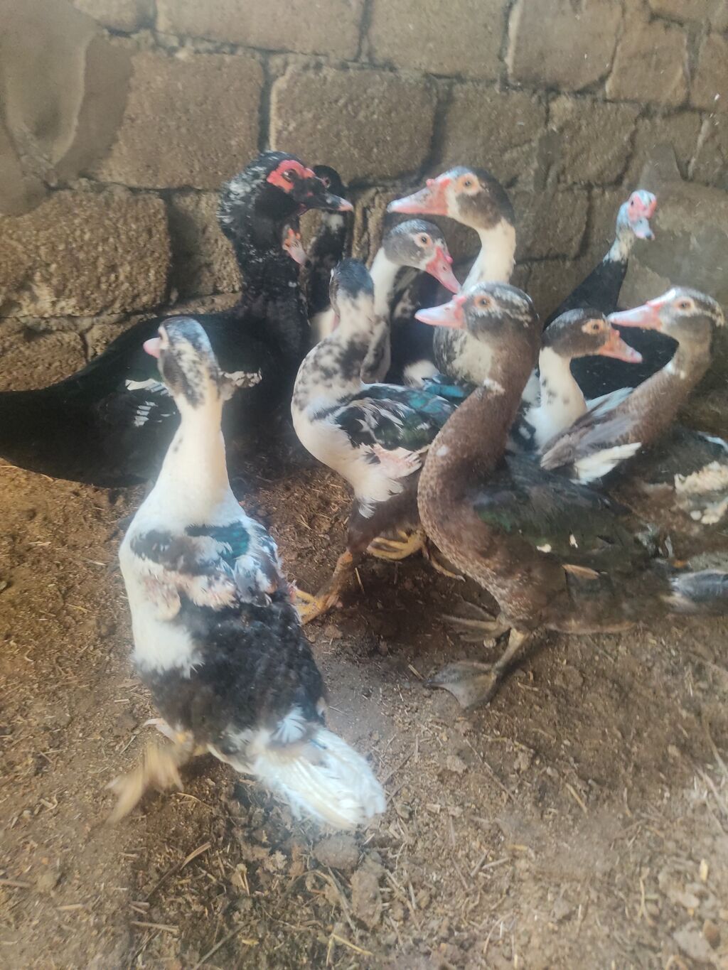 On eded sagllam lal.ordekler 4 aylligdi cem.satlir hansi birge. 10 — Heyvanlar, Digah (7)