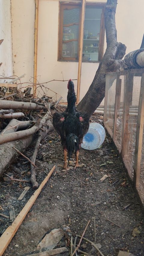 Heyratı xoruzu — Şamaxı