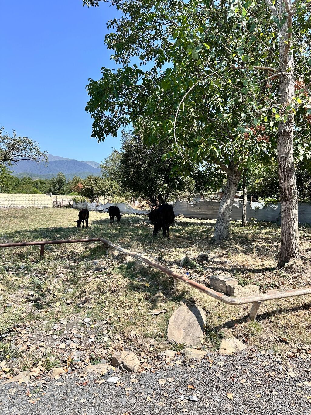 10 sot, Tikinti, Kupça (Çıxarış) — Torpaq, Qəbələ (4)