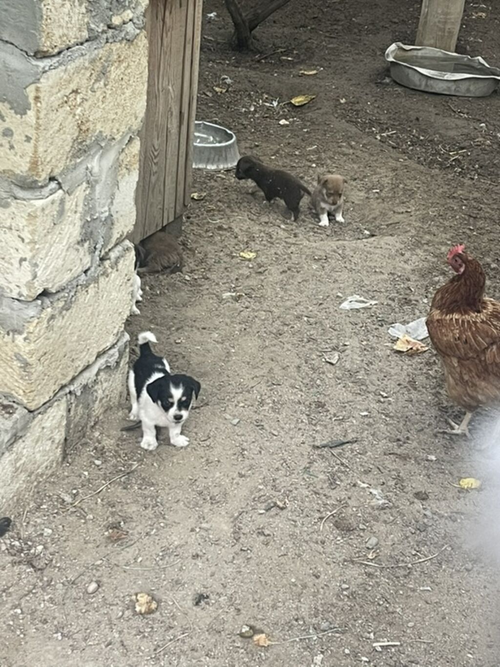 Peyvəndli — Heyvanlar, Masazır (3)