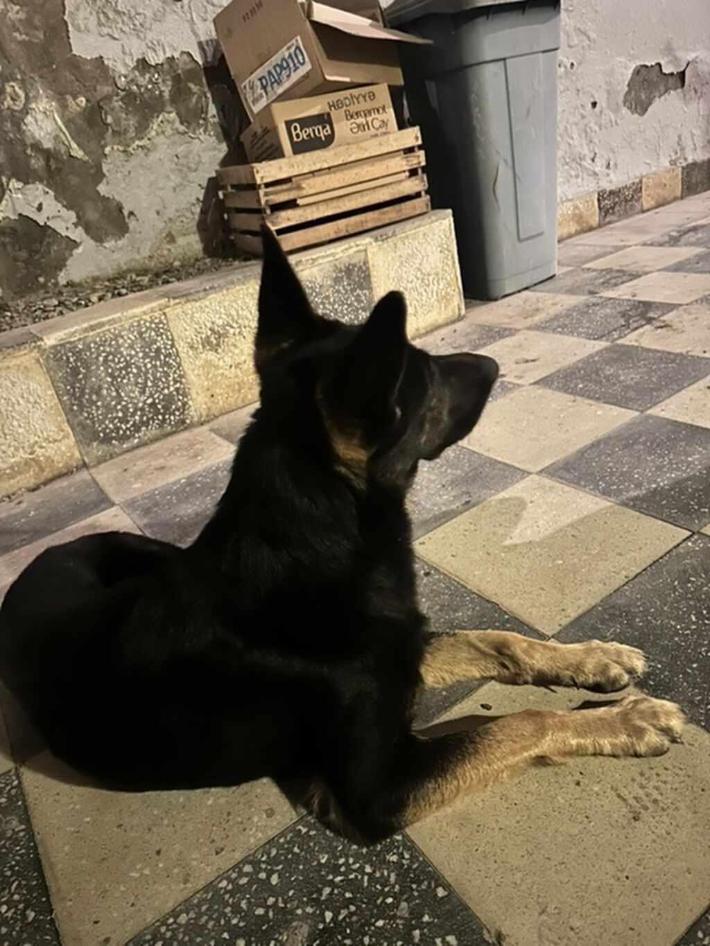 Alman çoban iti, Peyvəndli — Heyvanlar, Bakı (2)