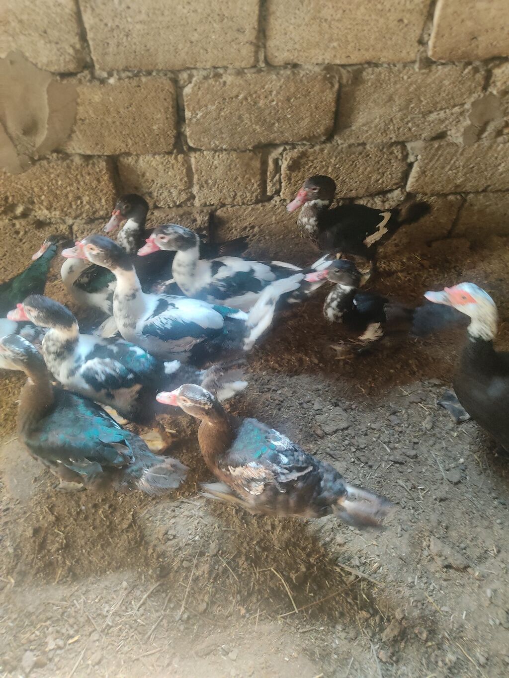 On eded sagllam lal.ordekler 4 aylligdi cem.satlir hansi birge. 10 — Heyvanlar, Digah (4)