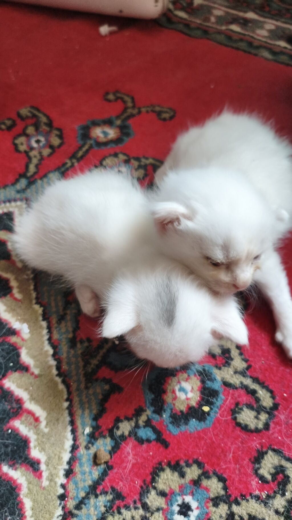 Yaxşı əllərə — Pişiklər, Bakı (3)