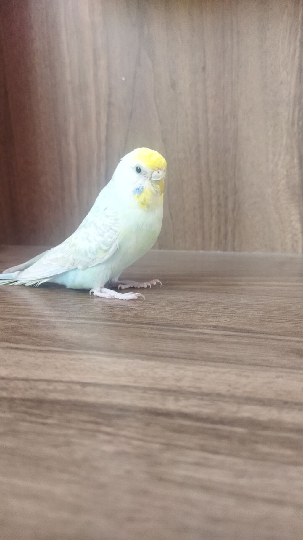 Məhsul: Dalmatian rəngli dalğalı papuqay (bajırıq) Təsvir: - Növ — Quşlar, Sumqayıt (5)