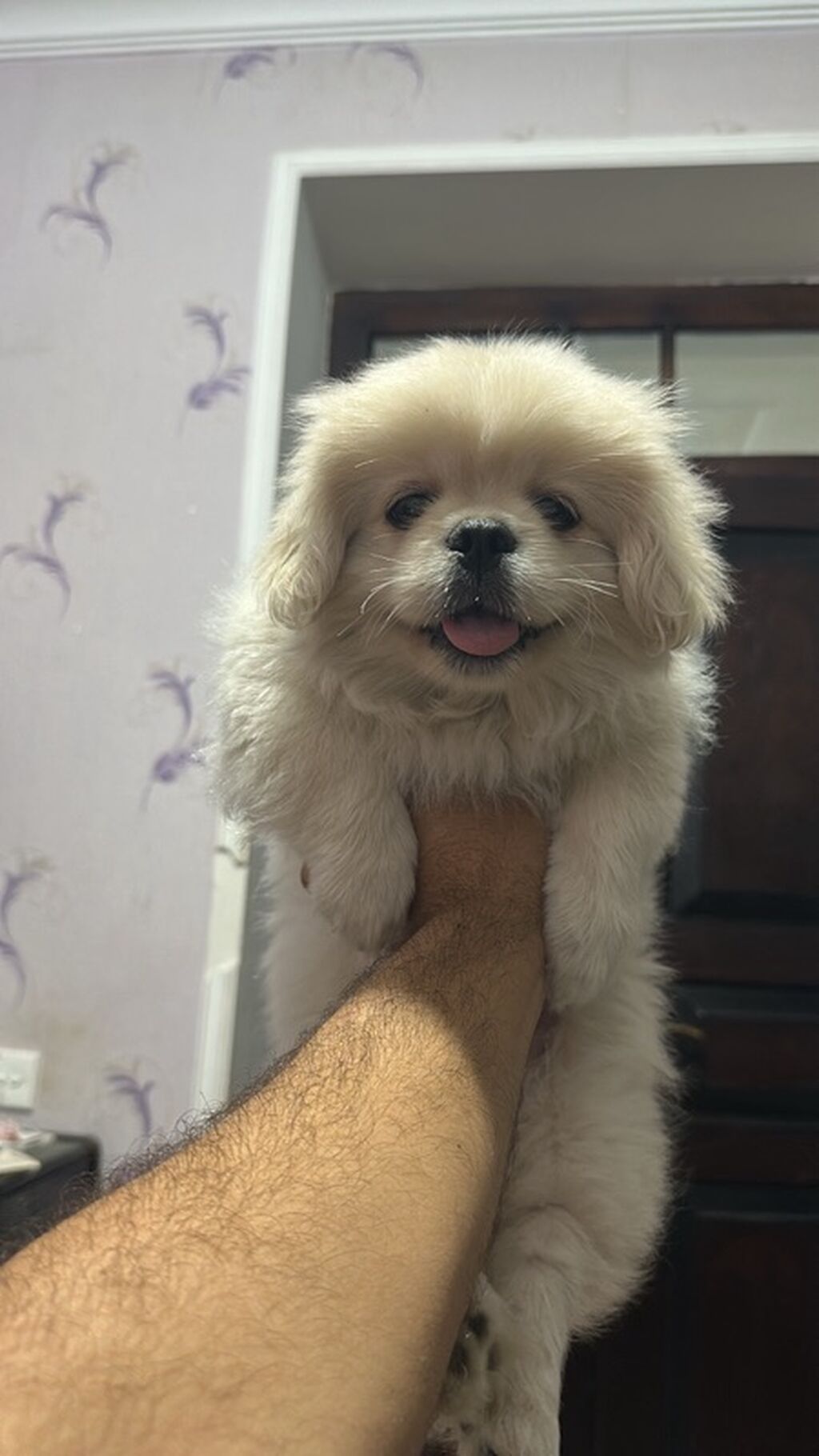Pekines — Heyvanlar, Bakı (2)