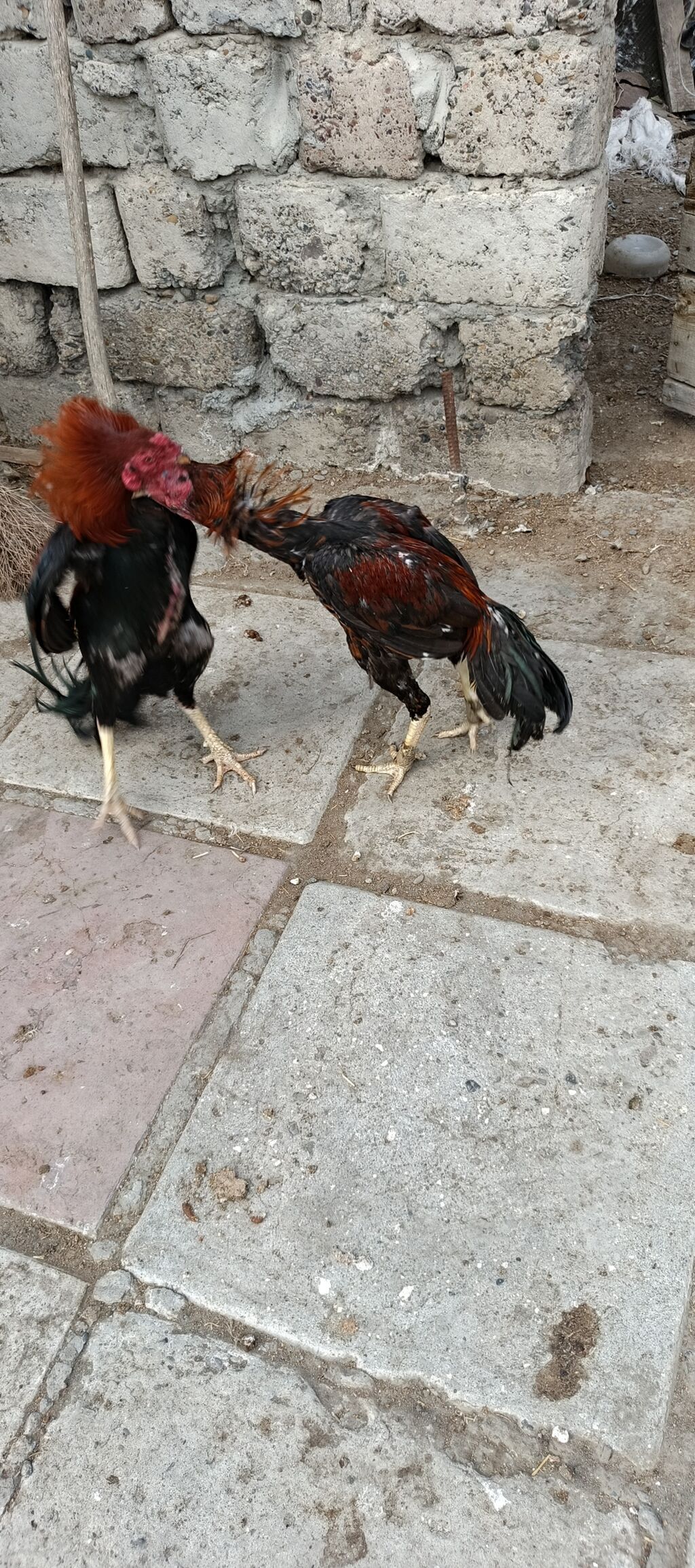 Heyrati ailəsi satılır. tam sağlam heyvanlardı xoruz 70 manat fereler — Heyvanlar, Mingəçevir (8)