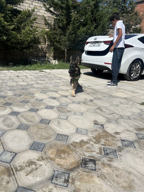 Alman ovçarkası — Bakı