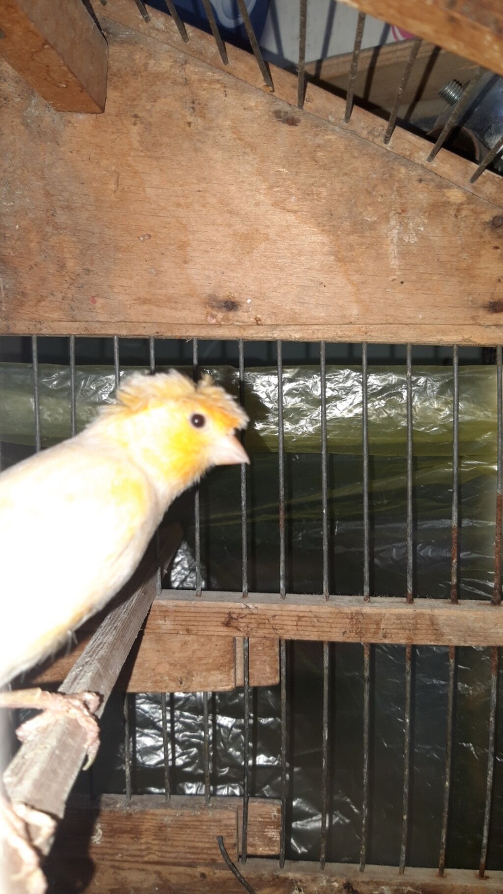 Maya bulbul bala alinib hal hazirda tekti iri hundur quwtu saxlam cin — Quşlar, Bakı (6)